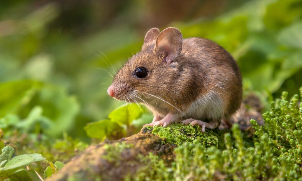 mơ thấy chuột