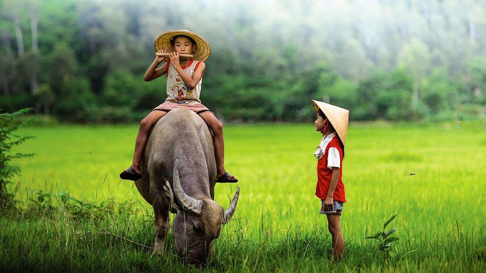 mơ thấy trâu