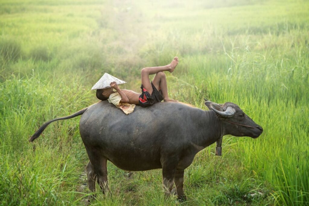 mơ thấy trâu
