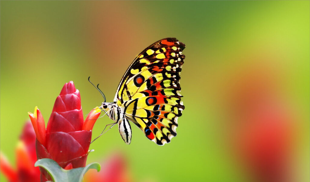 mơ thấy bướm