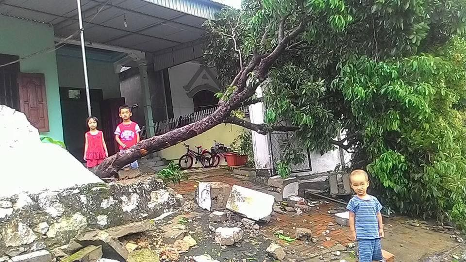 điềm thấy cây đổ trong sân đánh con gì - Hình 2