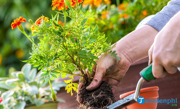 điềm thấy cây đổ trong sân đánh con gì - Hình 4