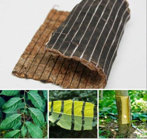 điềm thấy cây đổ trong sân đánh con gì - Hình 5