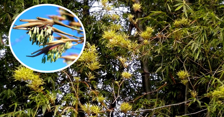 điềm thấy cây trong nhà ra hoa đánh con gì - Hình 3