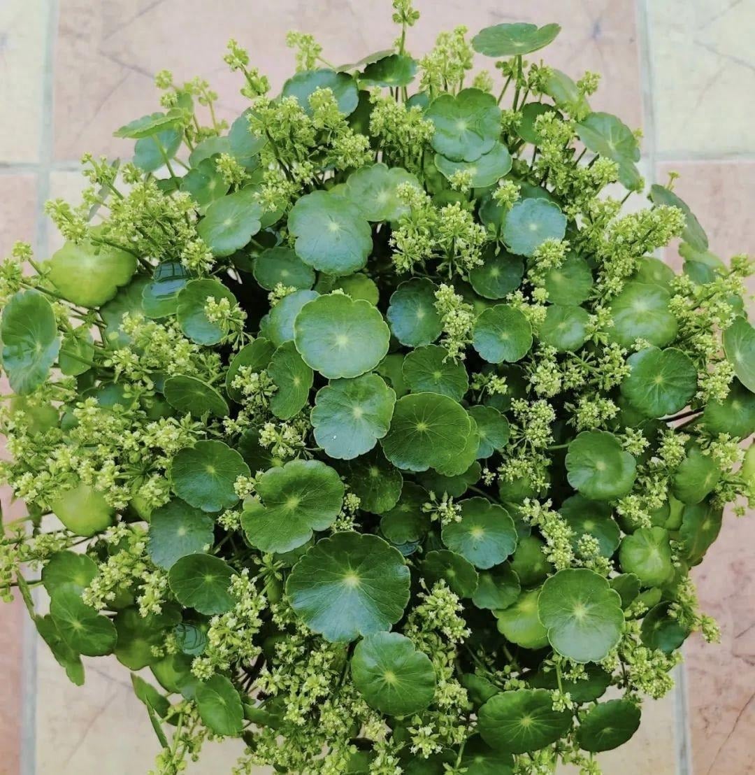 điềm thấy cây trong nhà ra hoa đánh con gì - Hình 4