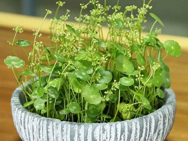 điềm thấy cây trong nhà ra hoa đánh con gì - Hình 5