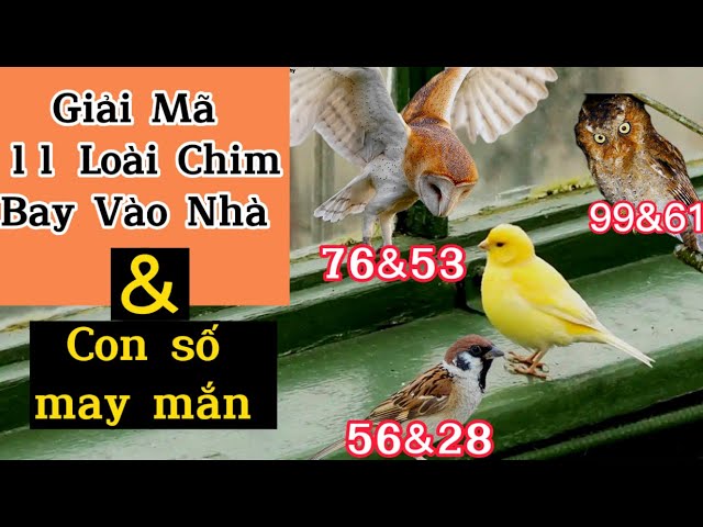 điềm thấy chim bay vào nhà đánh con gì - Hình 3