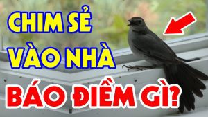 điềm thấy chim bay vào nhà đánh con gì