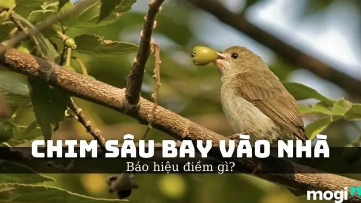 điềm thấy chim bay vào nhà đánh con gì - Hình 5