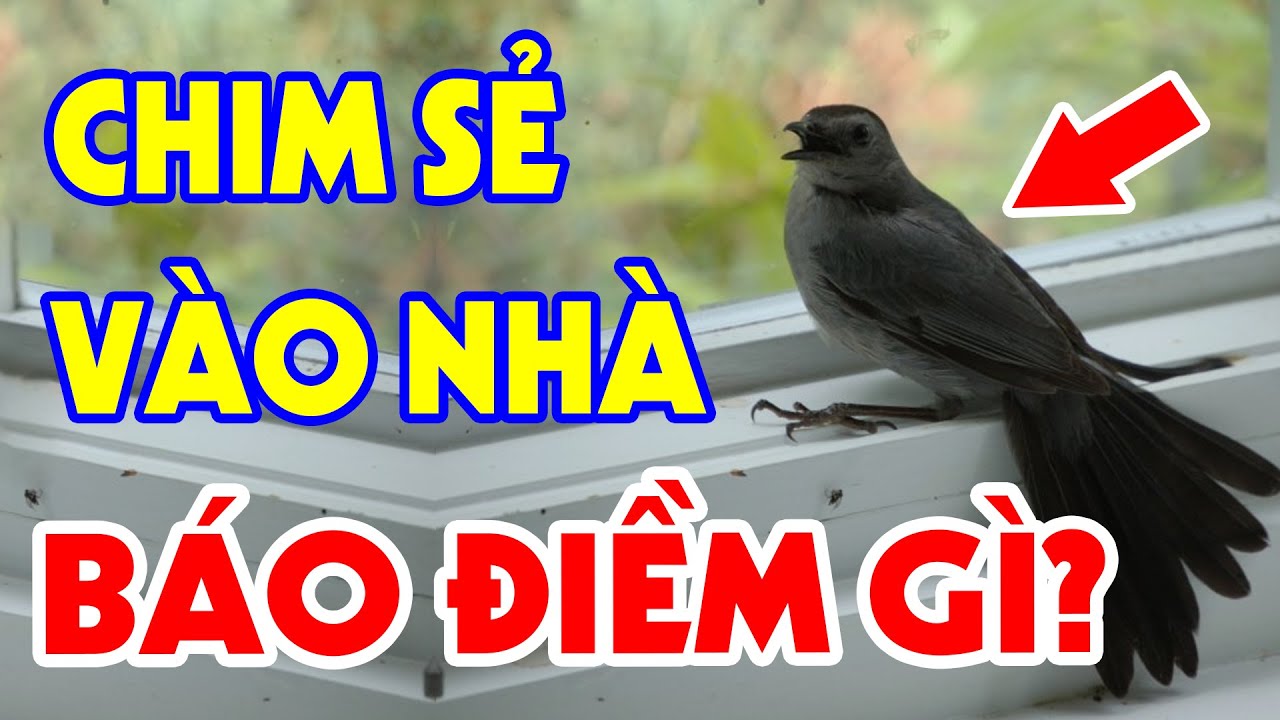 điềm thấy chim bay vào nhà đánh con gì - Hình 1