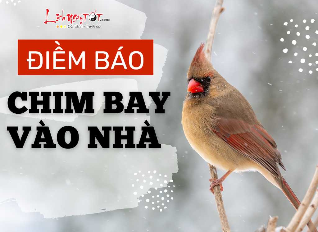 điềm thấy chim đậu trên cửa sổ đánh con gì - Hình 3