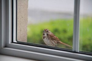 điềm thấy chim đậu trên mái nhà đánh con gì