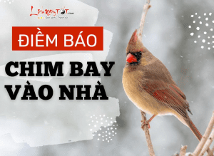 điềm thấy chim lạ bay vòng quanh nhà đánh con gì