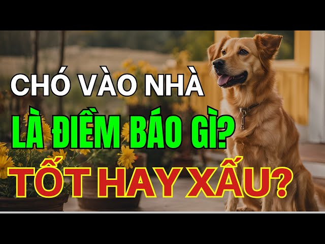 điềm thấy chó lạ vào nhà đánh con gì - Hình 3