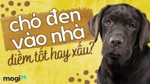 điềm thấy chó lạ vào nhà đánh con gì