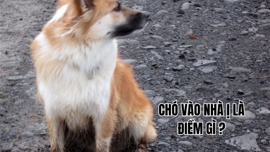 điềm thấy chó lạ vào nhà đánh con gì - Hình 5
