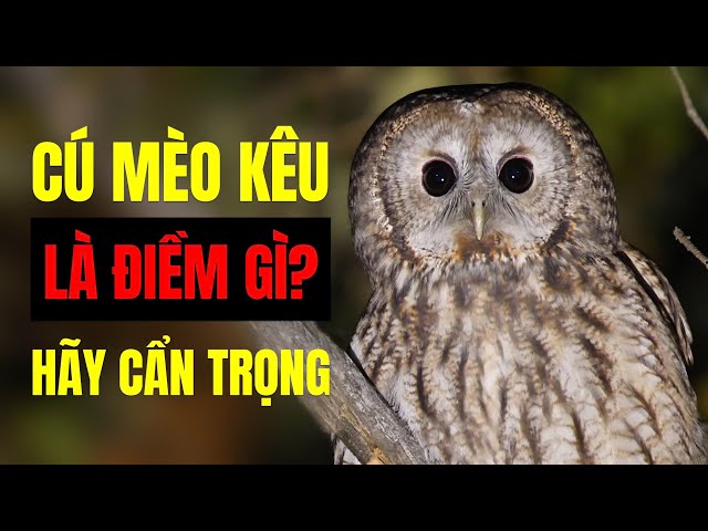 điềm thấy cú mèo kêu trước nhà đánh con gì - Hình 2