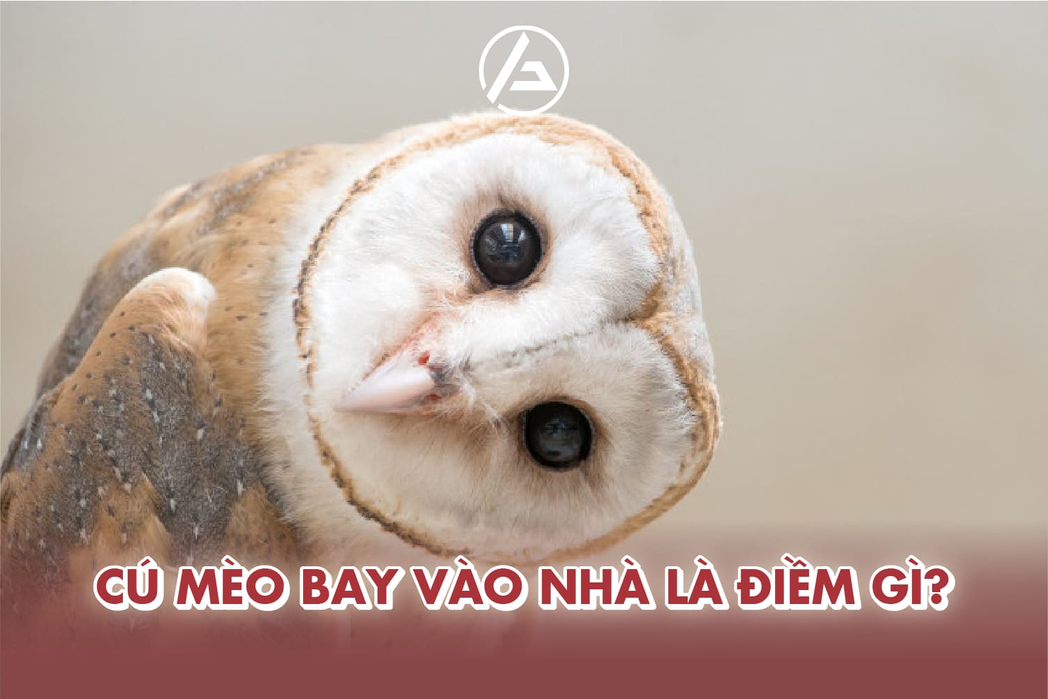 điềm thấy cú mèo kêu trước nhà đánh con gì - Hình 3