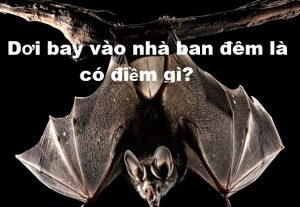 điềm thấy dơi bay vào nhà đánh con gì
