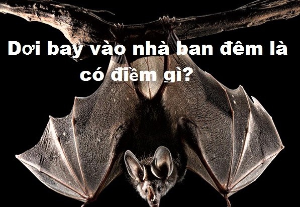 điềm thấy dơi bay vào nhà đánh con gì - Hình 1