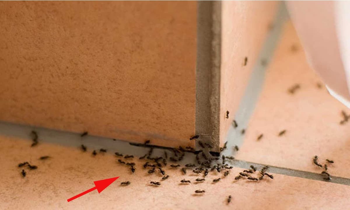 điềm thấy kiến bò thành đàn trong nhà đánh con gì - Hình 3