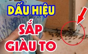 điềm thấy kiến bò thành đàn trong nhà đánh con gì