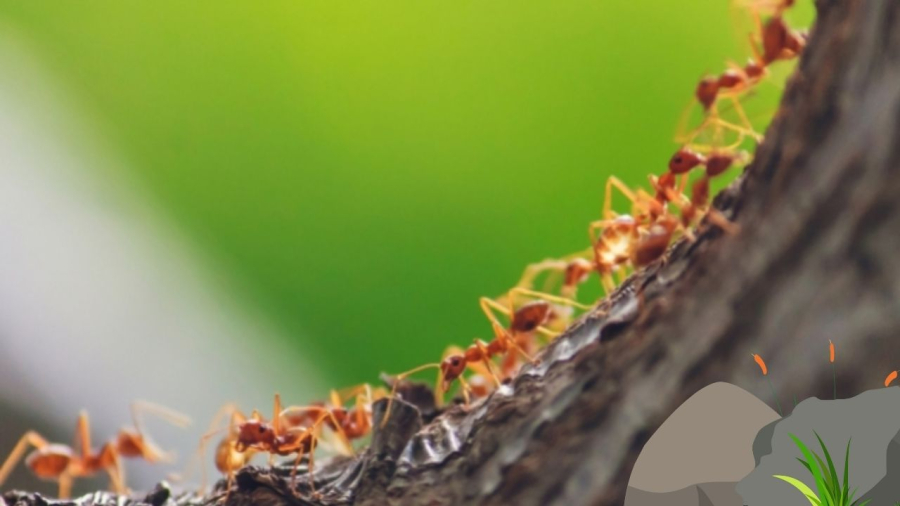 điềm thấy kiến bò thành đàn trong nhà đánh con gì - Hình 4