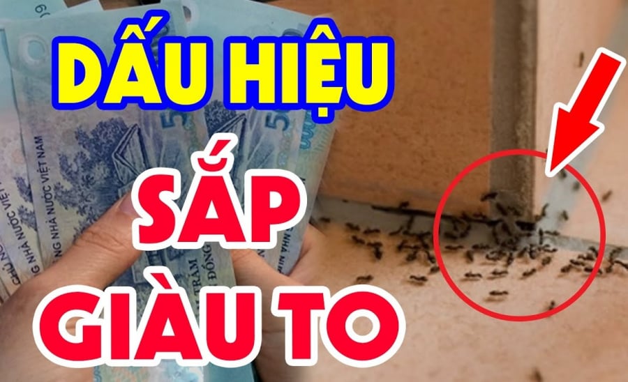 điềm thấy kiến bò thành đàn trong nhà đánh con gì - Hình 1