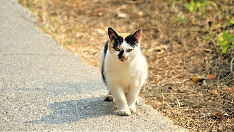 điềm thấy mèo lạ vào nhà đánh con gì - Hình 3