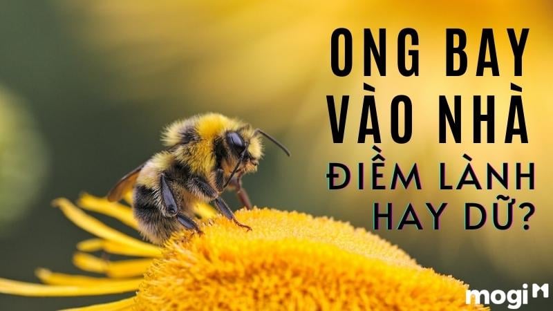 điềm thấy ong bay vào nhà đánh con gì - Hình 3