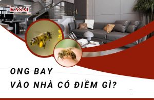 điềm thấy ong bay vào nhà đánh con gì
