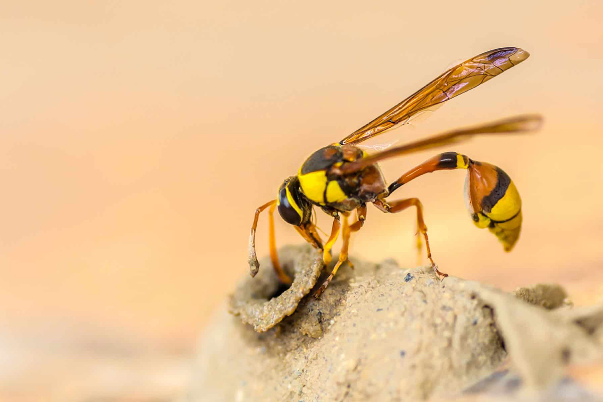điềm thấy ong bay vào nhà đánh con gì - Hình 5