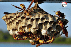 điềm thấy ong làm tổ trong nhà đánh con gì