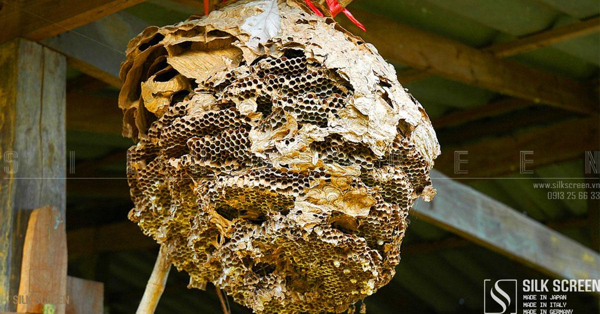 điềm thấy ong làm tổ trong nhà đánh con gì - Hình 4