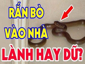 điềm thấy rắn bò quanh nhà đánh con gì