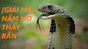 điềm thấy rắn chết trong sân đánh con gì