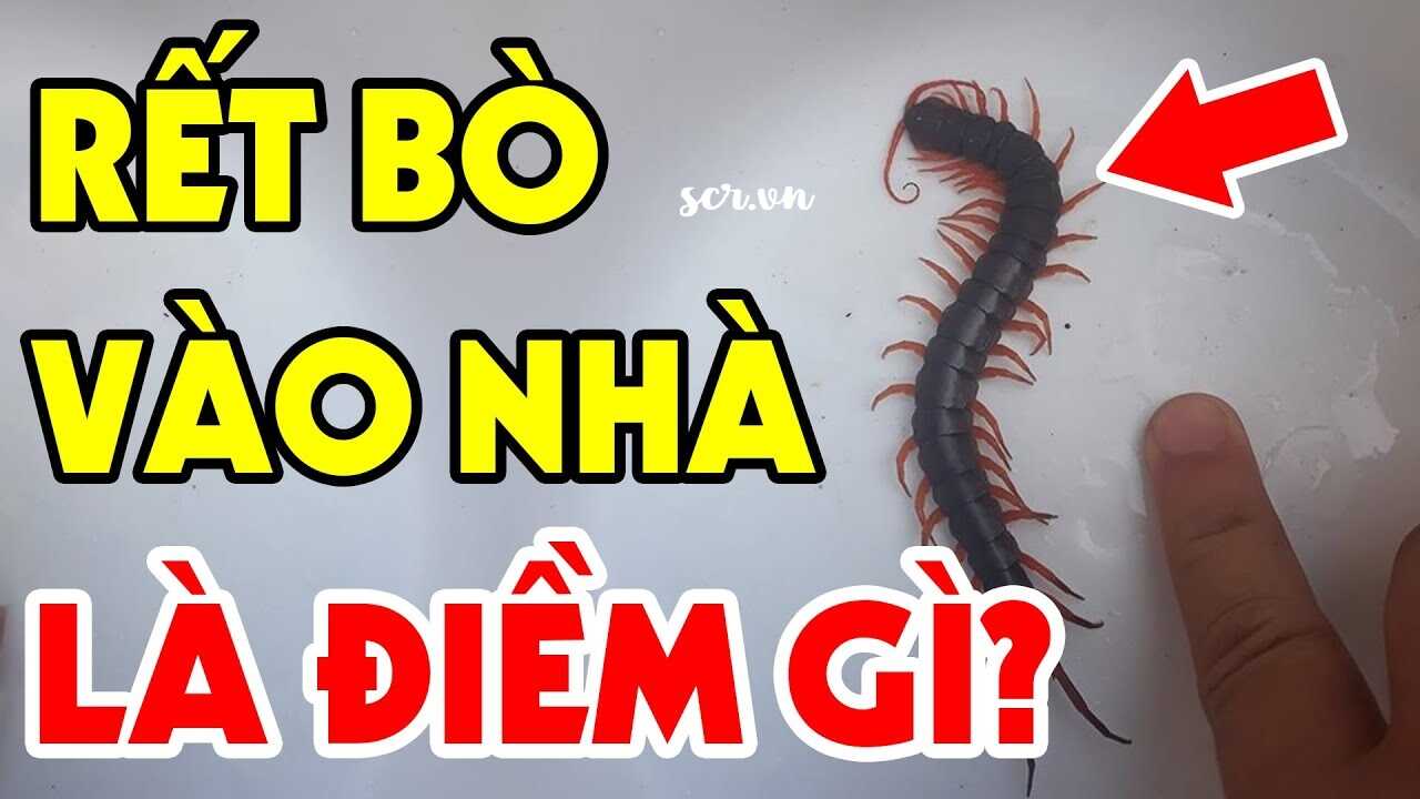 điềm thấy rết bò vào nhà đánh con gì - Hình 1
