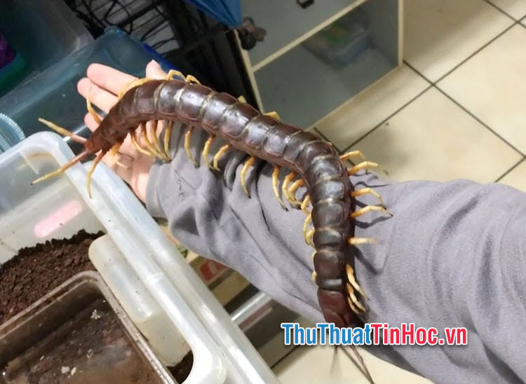điềm thấy rết bò vào nhà đánh con gì - Hình 3