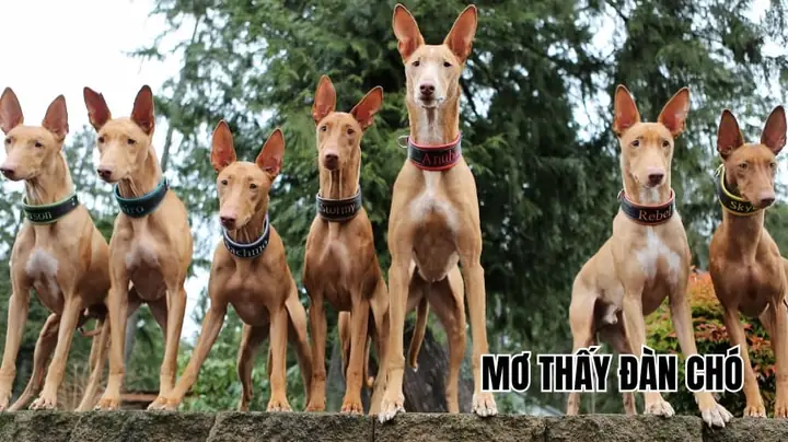 mơ thấy bạc đánh con gì - Hình 3