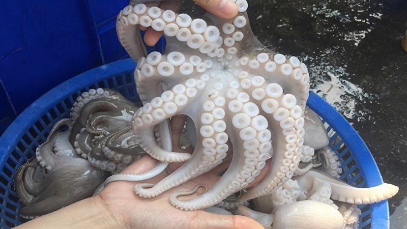 mơ thấy bạch tuộc khổng lồ đánh con gì - Hình 2