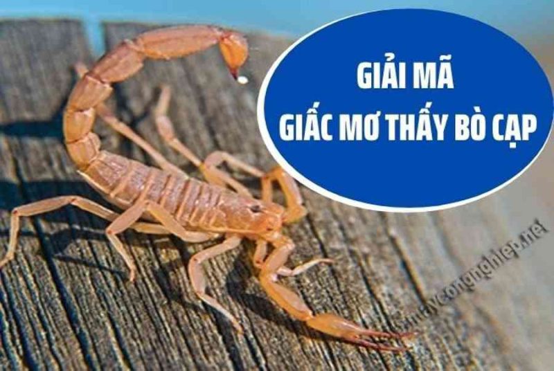 mơ thấy bọ cạp đánh con gì - Hình 3