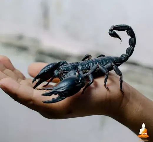 mơ thấy bọ cạp đánh con gì - Hình 4