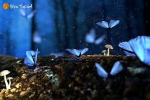 mơ thấy bướm đêm đánh con gì