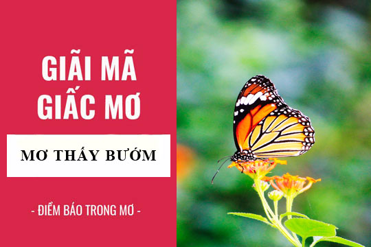 mơ thấy bướm đêm đánh con gì - Hình 4