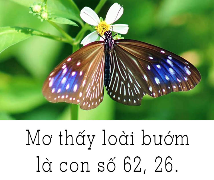 mơ thấy bướm khổng lồ đánh con gì - Hình 3