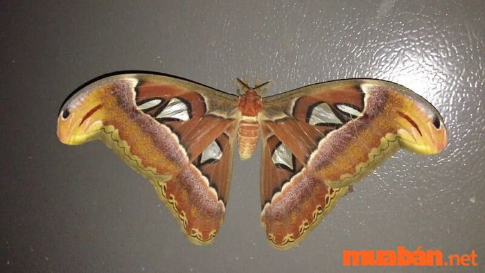 mơ thấy bướm vàng đánh con gì - Hình 1