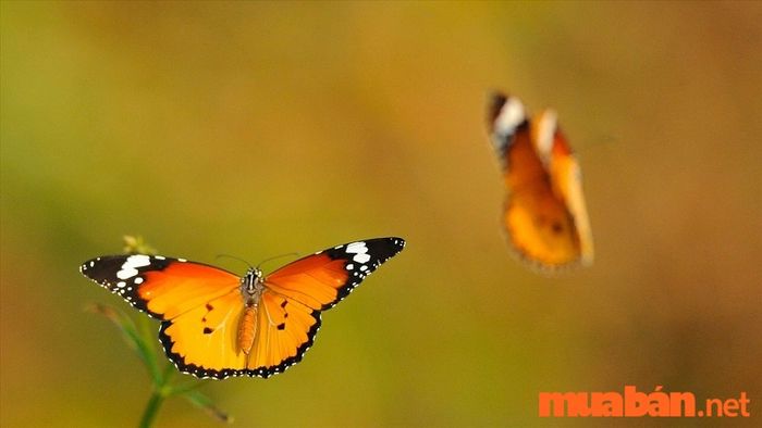 mơ thấy bướm vàng đánh con gì - Hình 2