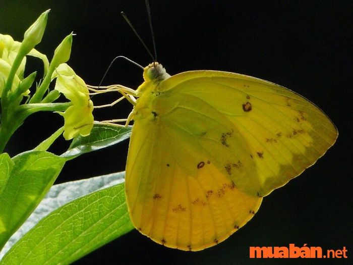 mơ thấy bướm vàng đánh con gì - Hình 3
