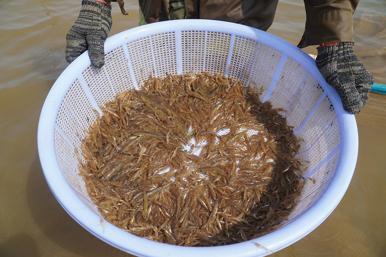 mơ thấy cá bống đánh con gì - Hình 4