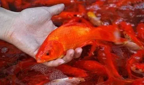 mơ thấy cá chép đánh con gì - Hình 2